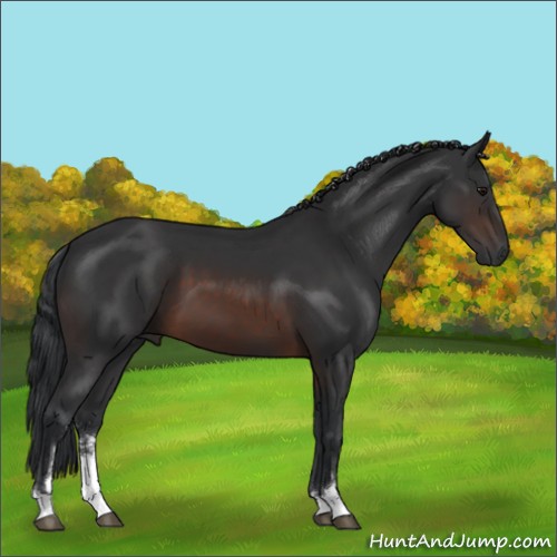 Horse Color:Brown Sabino 