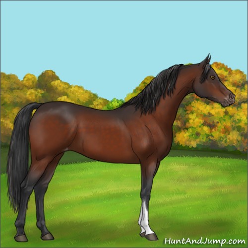 Horse Color:Brown Appaloosa 