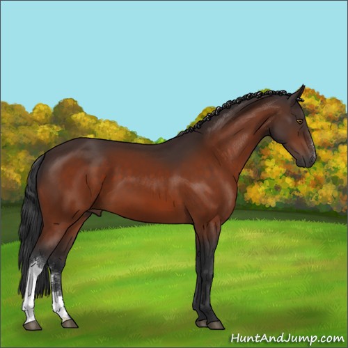 Horse Color:Brown 