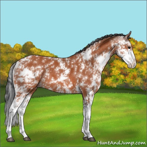 Horse Color:Bay Sabino Appaloosa 