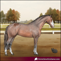 Horse Color:Bay Appaloosa 