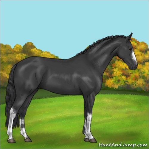 Horse Color:Black 