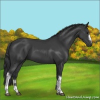 Horse Color:Black 