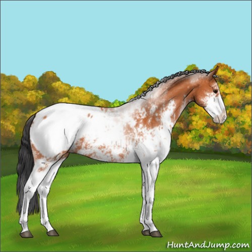 Horse Color:Bay Sabino Appaloosa 