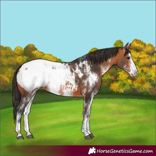 Horse Color:Bay Sabino Snowcap 