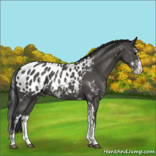 Horse Color:Black Sabino Appaloosa 