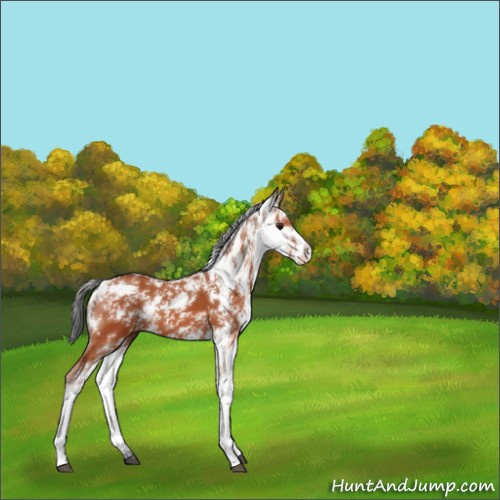 Horse Color:Brown Sabino 
