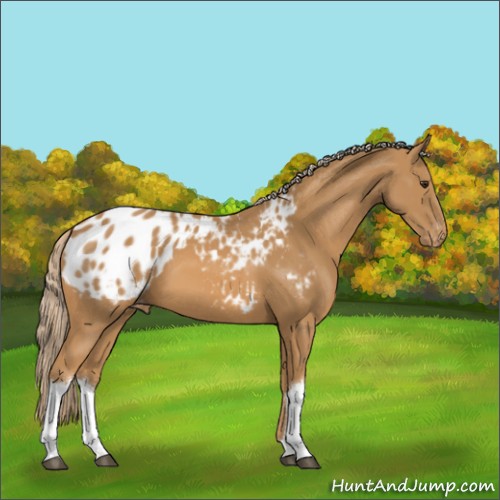 Horse Color:Chestnut Appaloosa 