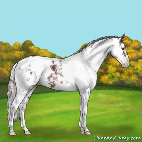 Horse Color:Silver Brown Sabino Appaloosa 