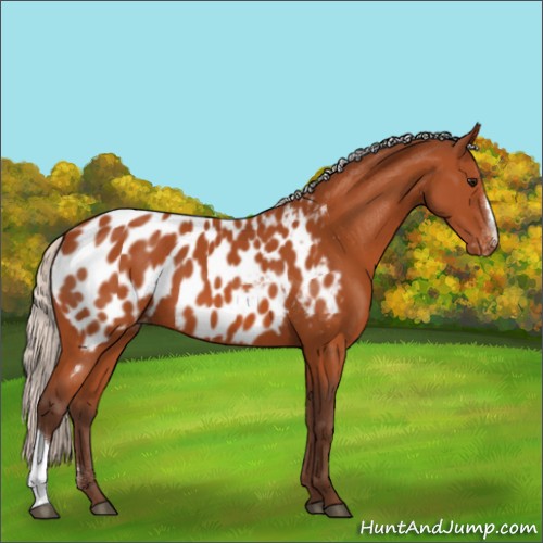 Horse Color:Silver Bay Appaloosa 
