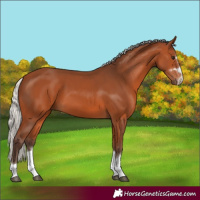 Horse Color:Silver Bay 