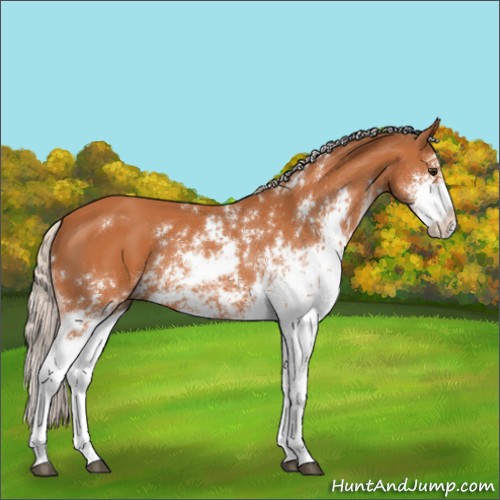 Horse Color:Silver Bay Sabino 