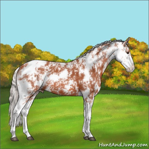 Horse Color:Silver Brown Sabino 