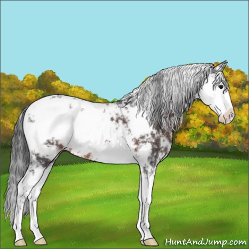 Horse Color:Brown Sabino 