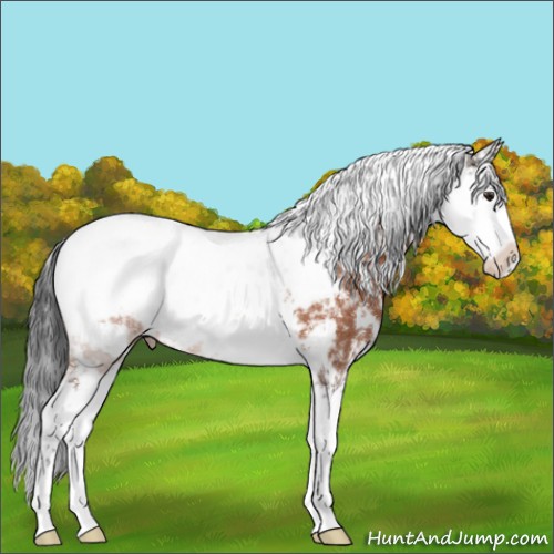 Horse Color:Brown Sabino Appaloosa 