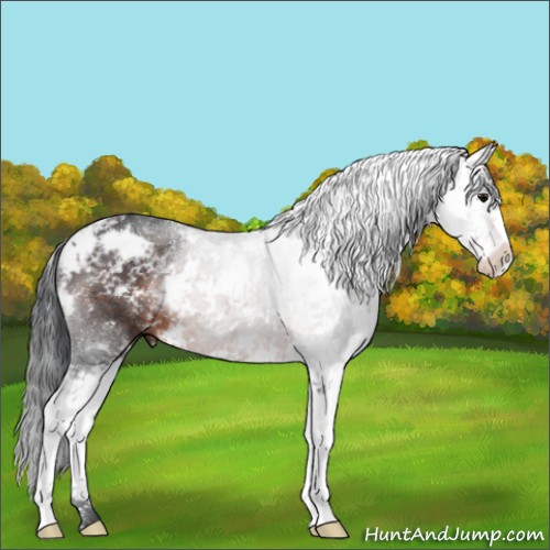 Horse Color:Brown Sabino 