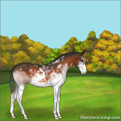 Horse Color:Brown Sabino 
