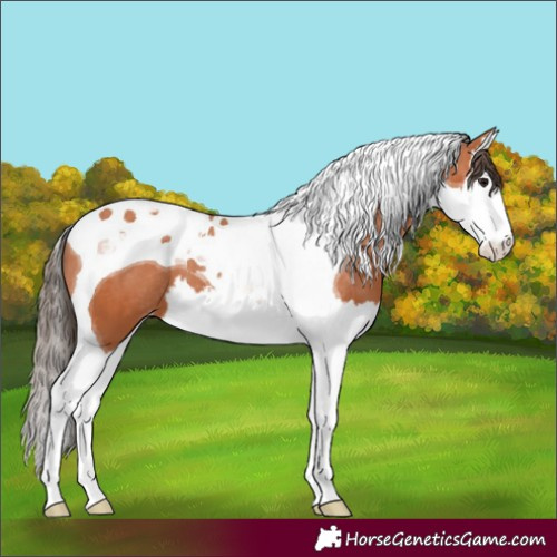 Horse Color:Bay Splash Tobiano Appaloosa 