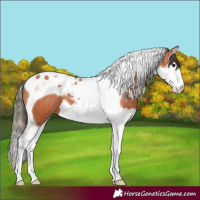 Horse Color:Bay Splash Tobiano Appaloosa