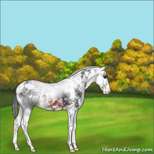 Horse Color:Brown Sabino 
