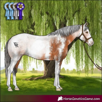 Horse Color:Bay Sabino 