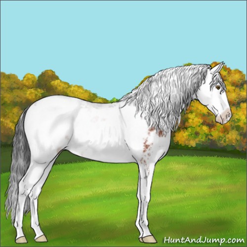 Horse Color:Brown Sabino 