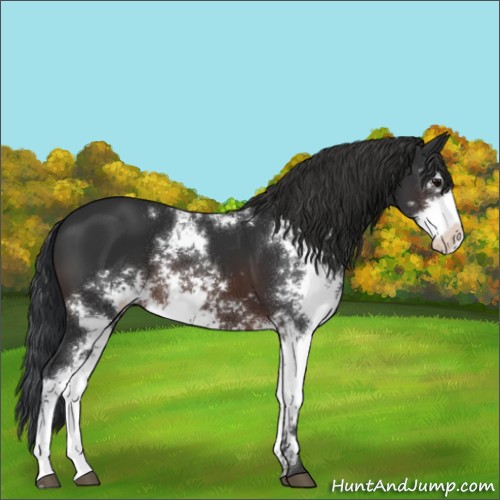 Horse Color:Brown Sabino 