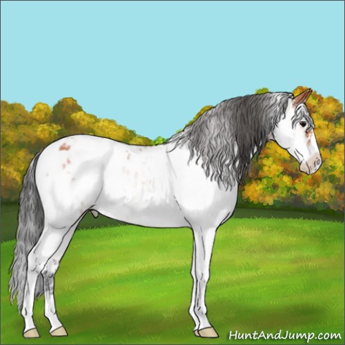 Horse Color:Bay Sabino Appaloosa 