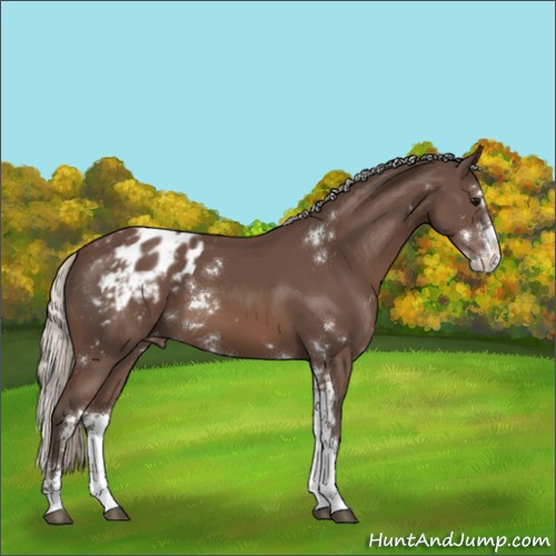 Horse Color:Silver Black Sabino Appaloosa 