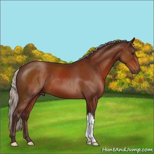 Horse Color:Silver Bay 