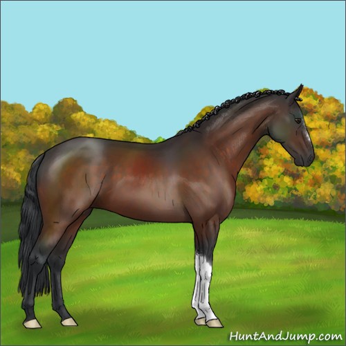 Horse Color:Brown 