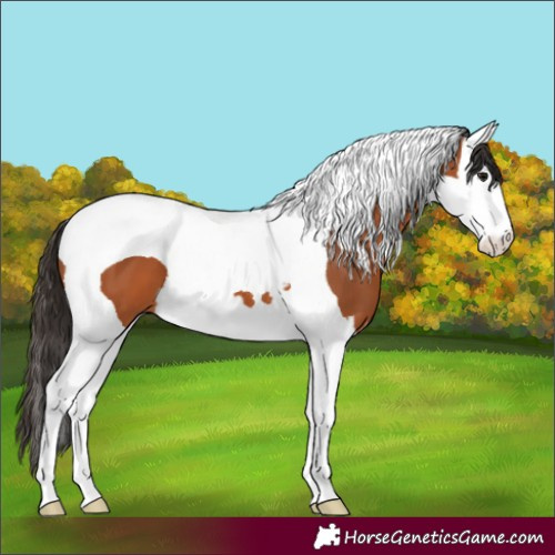 Horse Color:Bay Splash Tobiano