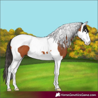 Horse Color:Bay Splash Tobiano