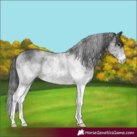 Horse Color:White Spotted Black