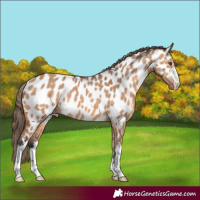 Horse Color:White Spotted Bay Dun Appaloosa 