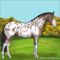 Horse Color:Brown Dun Sabino Near Leopard
