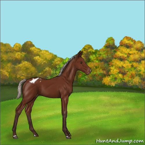 Horse Color:Silver Brown Appaloosa 