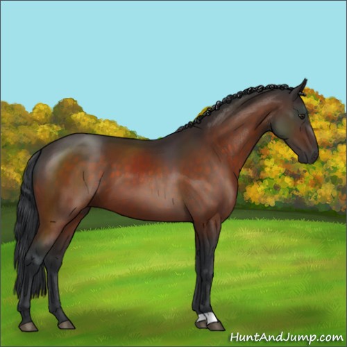 Horse Color:Brown 