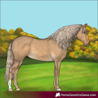 Horse Color:Chocolate Palomino Dun