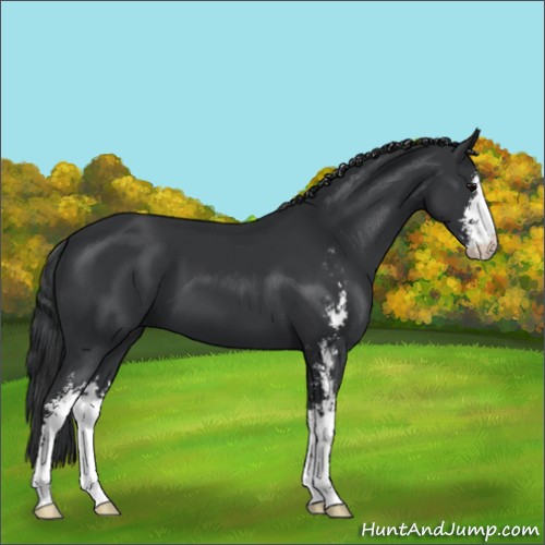 Horse Color:Black Sabino 