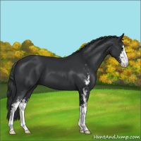 Horse Color:Black Sabino 