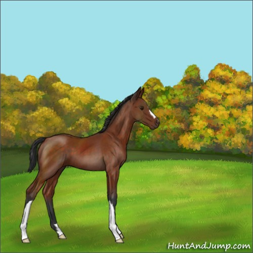 Horse Color:Brown 