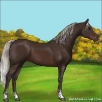 Horse Color:Silver Brown Sabino 