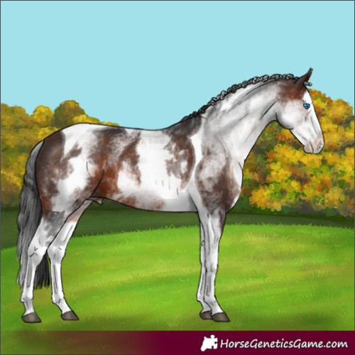 Horse Color:White Spotted Brown Splash Tobiano Rabicano 