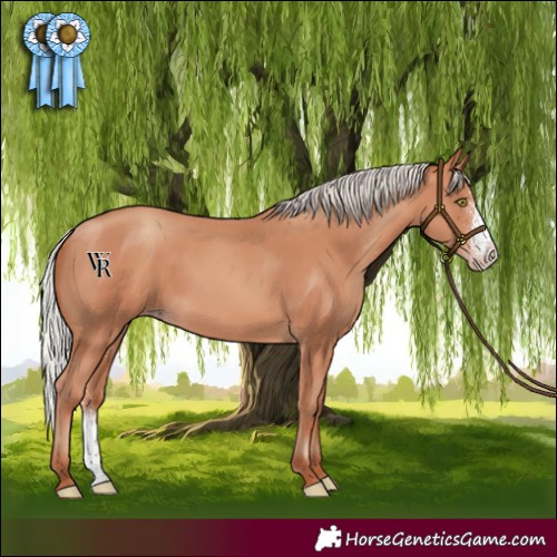 Horse Color:Silver Sable Champagne Sabino Rabicano 