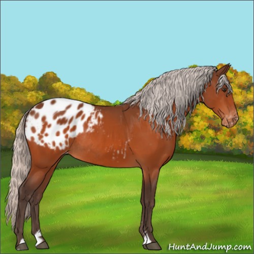 Horse Color:Silver Brown Sabino Appaloosa Rabicano 