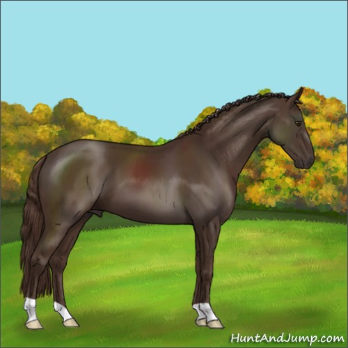 Horse Color:Liver Chestnut 