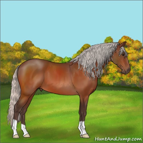 Horse Color:Silver Bay 