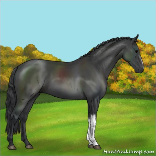 Horse Color:Black 