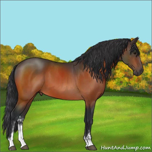 Horse Color:Bay Sabino 